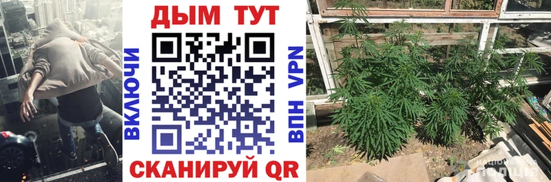 Марихуана сатива Струнино